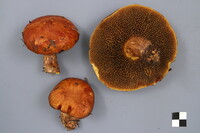 Suillus glandulosus image